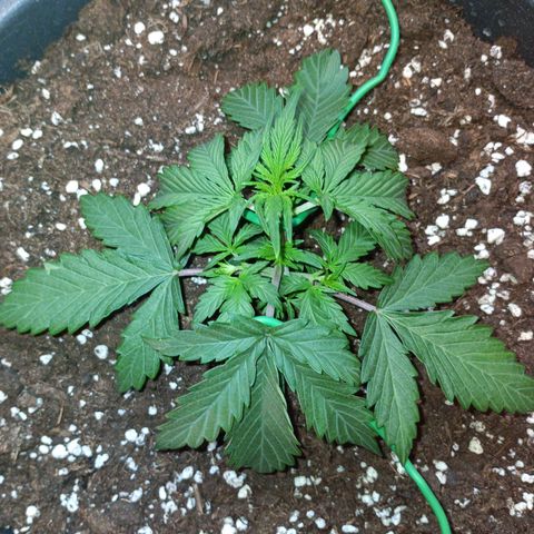 Quick One growlog timeline photo