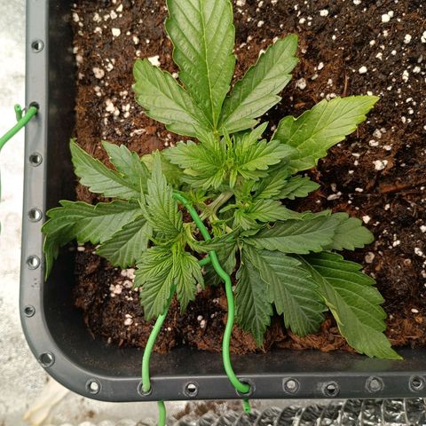 Quick One growlog timeline photo