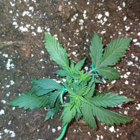 Northen light automatic RQS growlog timeline photo