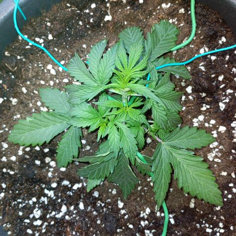 Quick One growlog timeline photo
