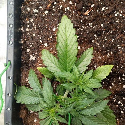 Quick One growlog timeline photo