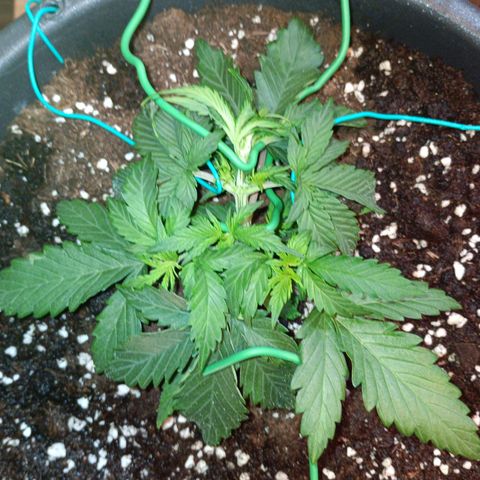 Quick One growlog timeline photo