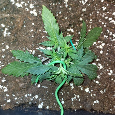 Northen light automatic RQS growlog timeline photo