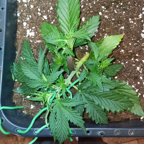 Quick One growlog timeline photo