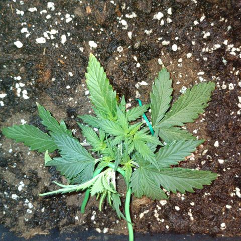 Northen light automatic RQS growlog timeline photo