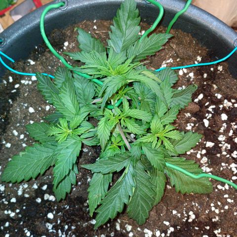 Quick One growlog timeline photo