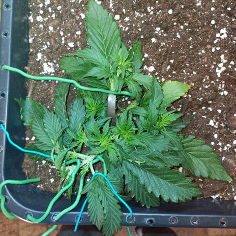 Quick One growlog timeline photo