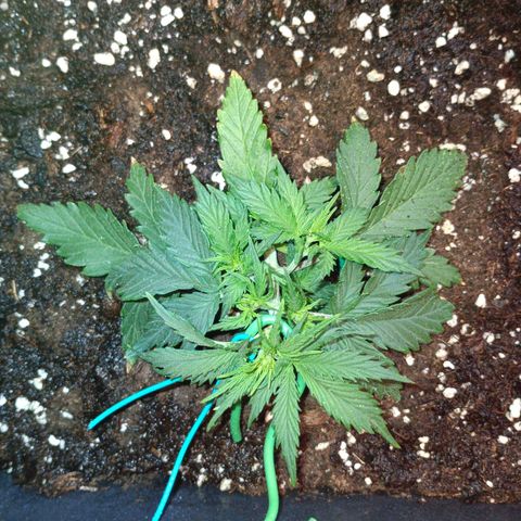 Northen light automatic RQS growlog timeline photo