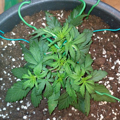 Quick One growlog timeline photo