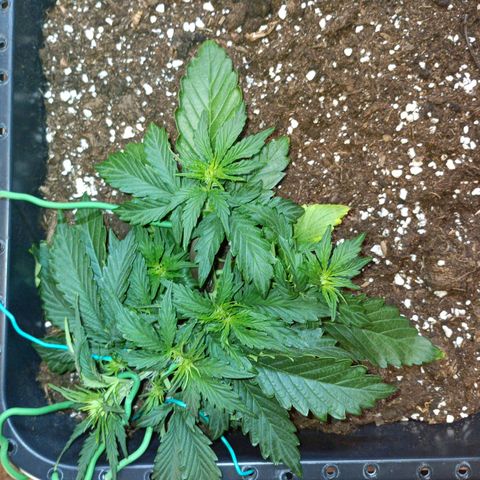 Quick One growlog timeline photo