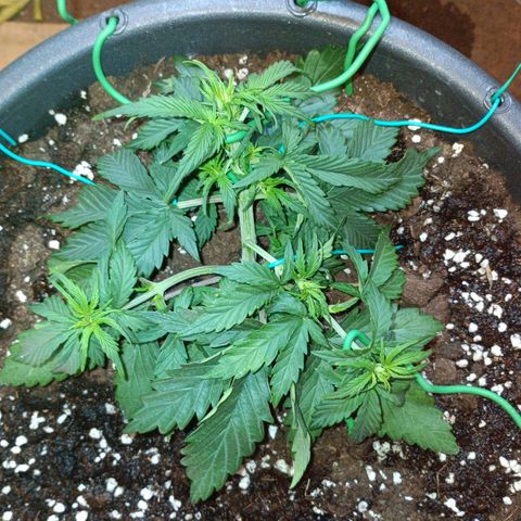 Quick One growlog timeline photo