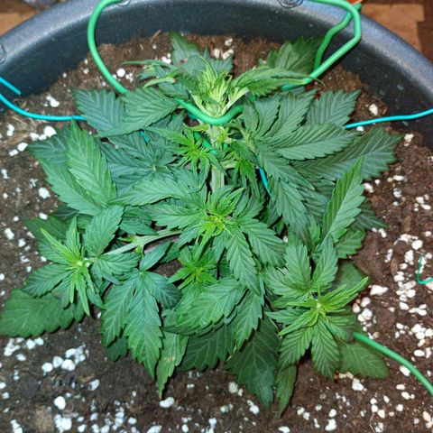 Quick One growlog timeline photo