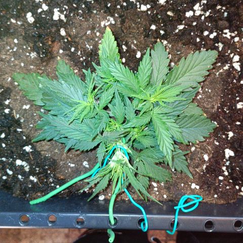 Northen light automatic RQS growlog timeline photo