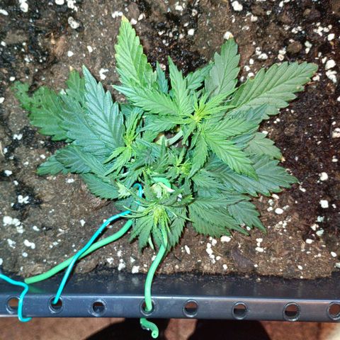 Northen light automatic RQS growlog timeline photo