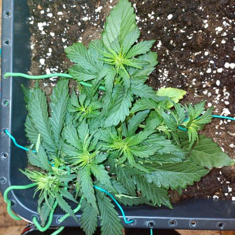 Quick One growlog timeline photo