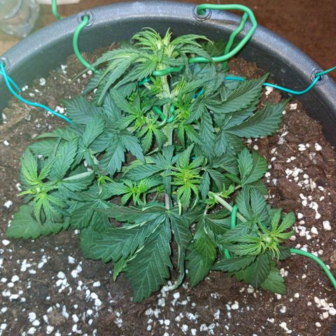 Quick One growlog timeline photo