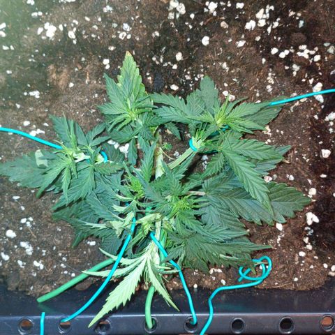 Northen light automatic RQS growlog timeline photo
