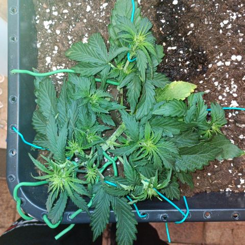 Quick One growlog timeline photo