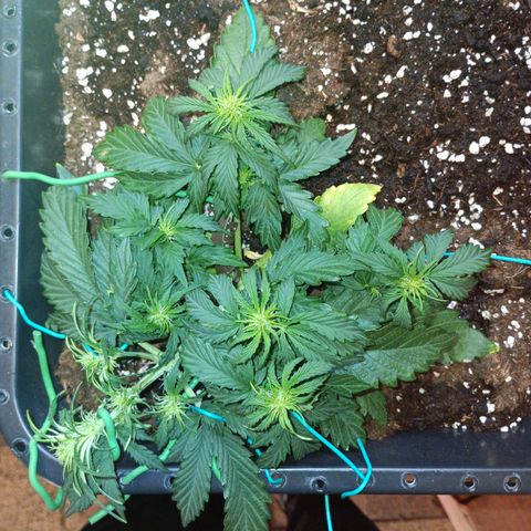Quick One growlog timeline photo