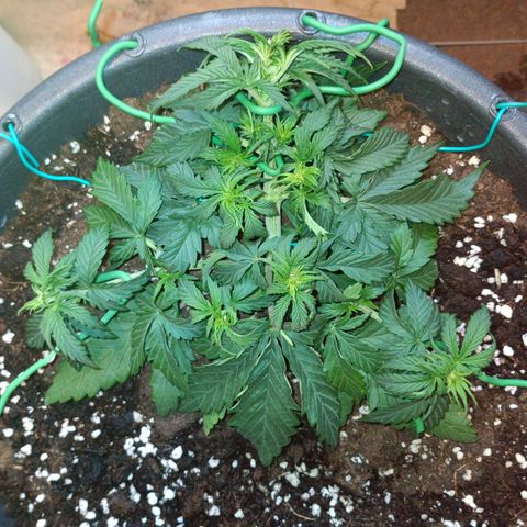Quick One growlog timeline photo