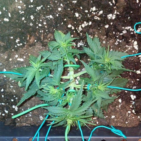 Northen light automatic RQS growlog timeline photo
