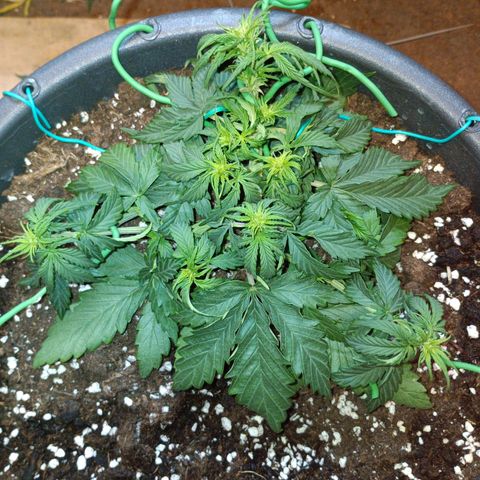 Quick One growlog timeline photo