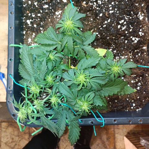 Quick One growlog timeline photo