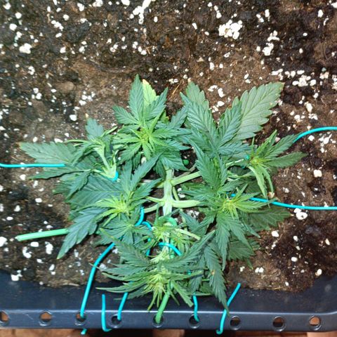 Northen light automatic RQS growlog timeline photo