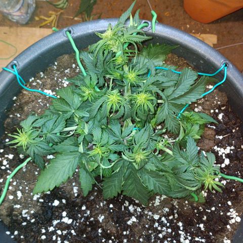 Quick One growlog timeline photo