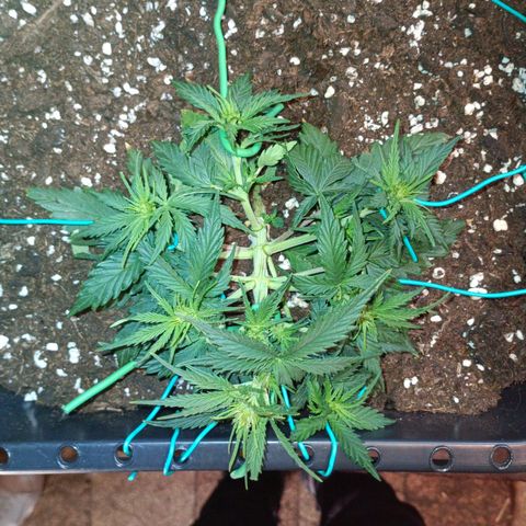 Northen light automatic RQS growlog timeline photo