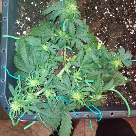 Quick One growlog timeline photo