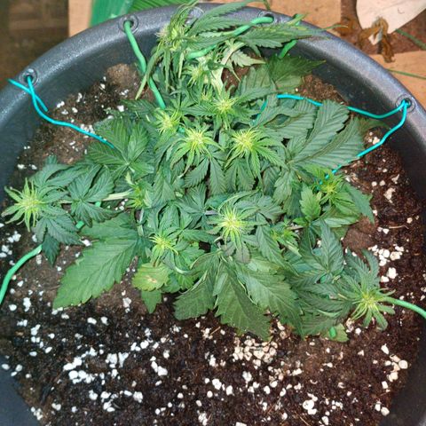 Quick One growlog timeline photo