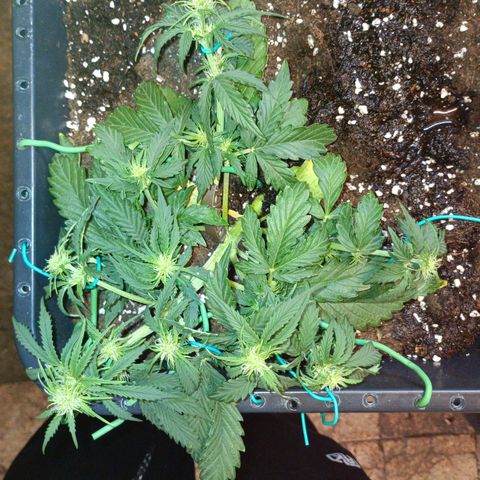 Quick One growlog timeline photo