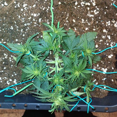 Northen light automatic RQS growlog timeline photo