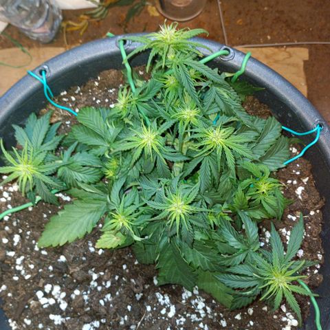 Quick One growlog timeline photo