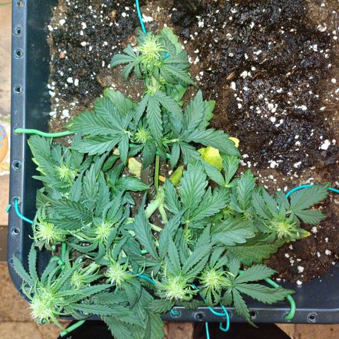 Quick One growlog timeline photo