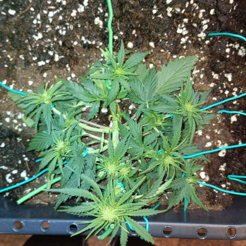 Northen light automatic RQS growlog timeline photo