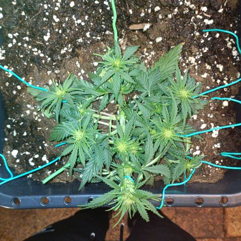 Northen light automatic RQS growlog timeline photo