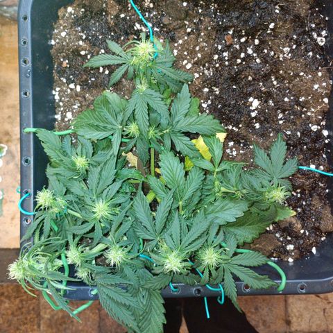 Quick One growlog timeline photo