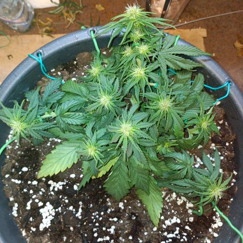 Quick One growlog timeline photo