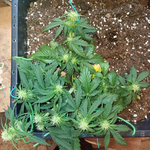 Quick One growlog timeline photo