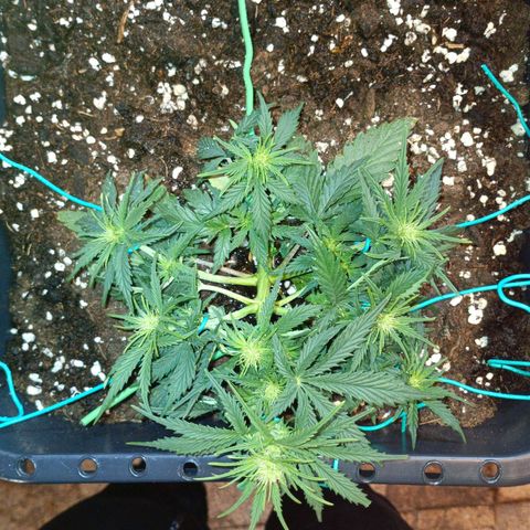 Northen light automatic RQS growlog timeline photo