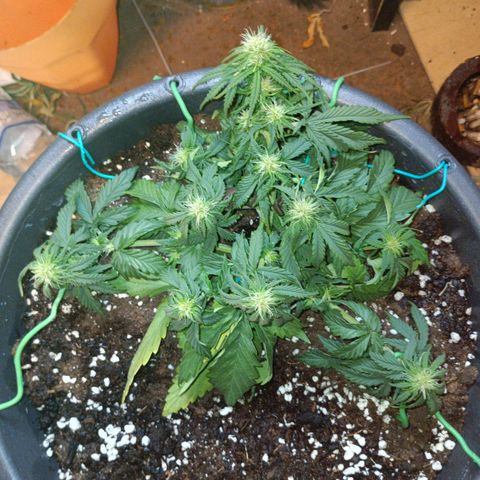 Quick One growlog timeline photo