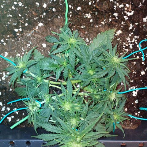Northen light automatic RQS growlog timeline photo