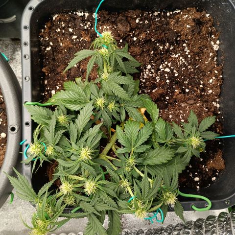 Quick One growlog timeline photo