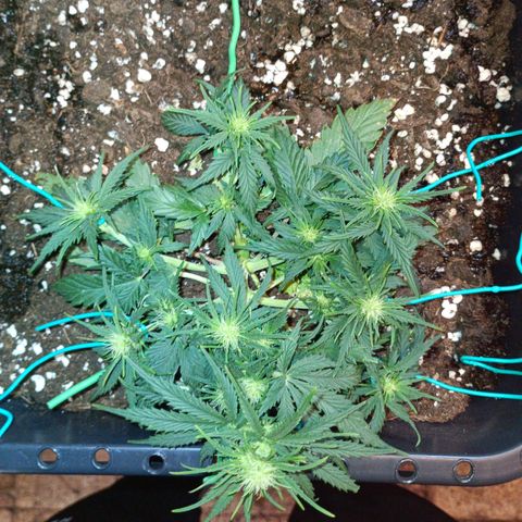 Northen light automatic RQS growlog timeline photo