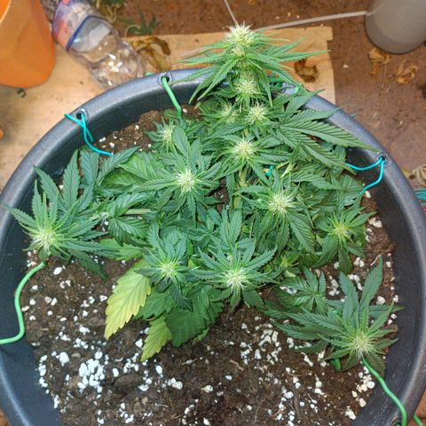 Quick One growlog timeline photo
