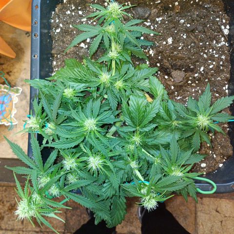 Quick One growlog timeline photo