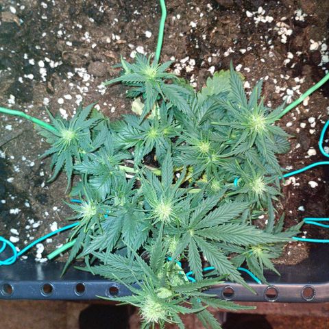Northen light automatic RQS growlog timeline photo