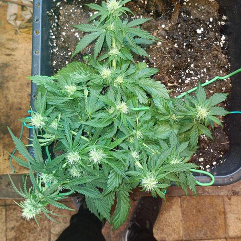 Quick One growlog timeline photo